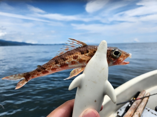 ヒメの釣果