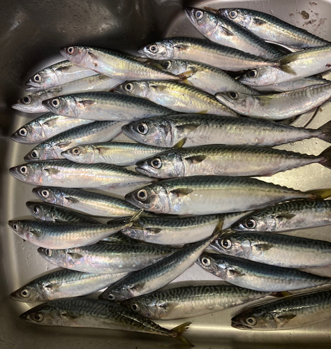 サバの釣果