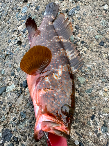 アコウの釣果