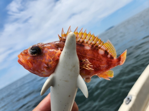 アヤメカサゴの釣果