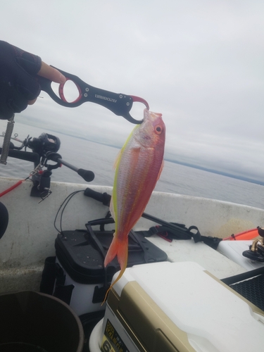 ソコイトヨリの釣果