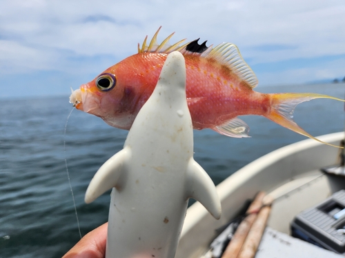 サクラダイの釣果