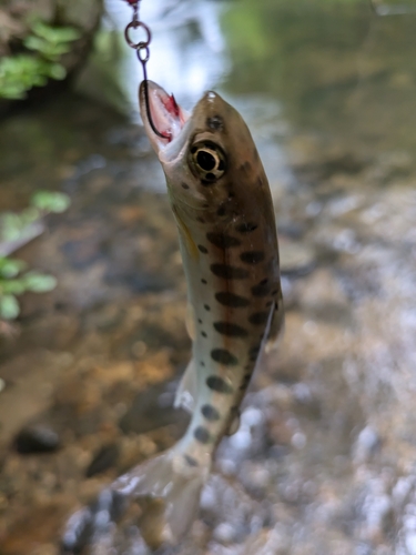 ヤマメの釣果