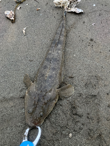 マゴチの釣果