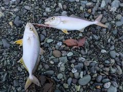 ショゴの釣果