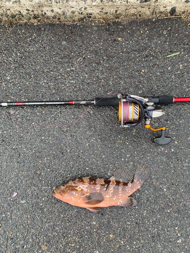 アコウの釣果