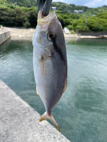 キジハタの釣果