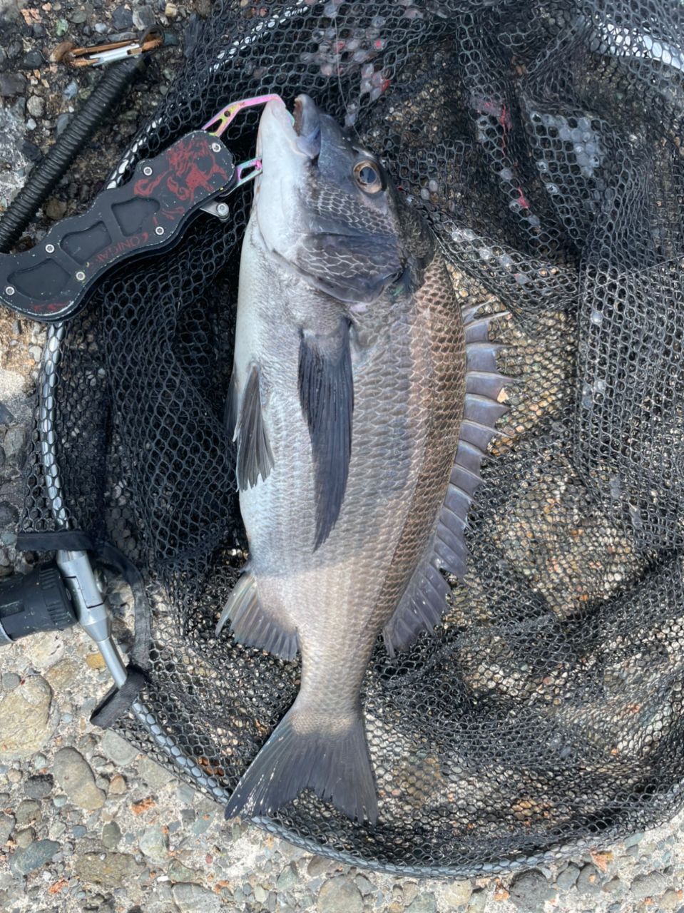 よしよし0929さんの釣果 2枚目の画像