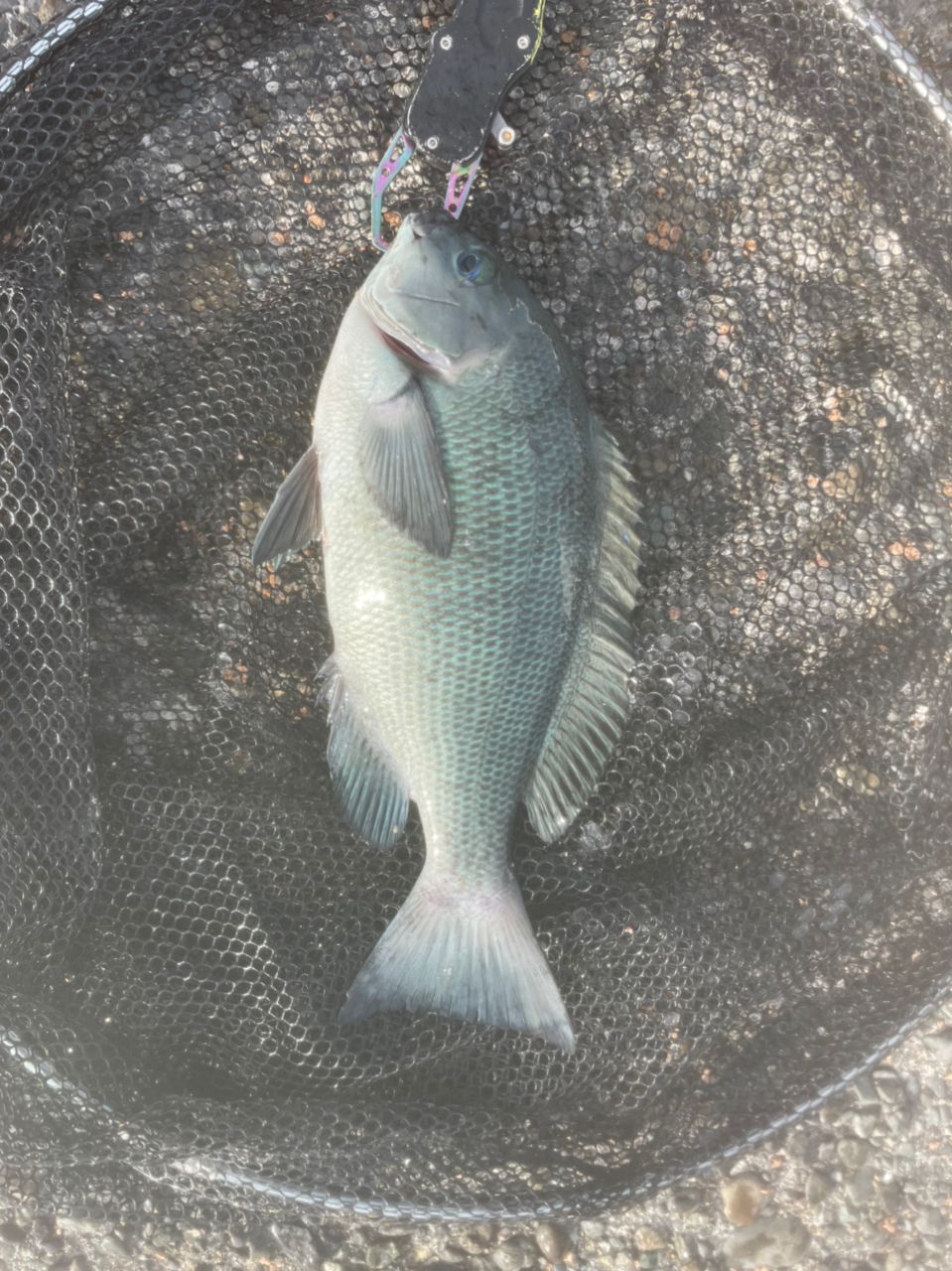 よしよし0929さんの釣果 3枚目の画像