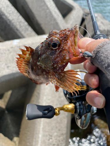 カサゴの釣果