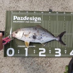 ショゴの釣果