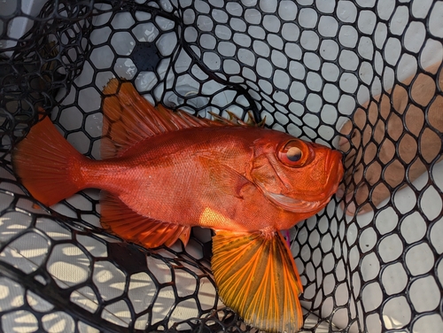 チカメキントキの釣果