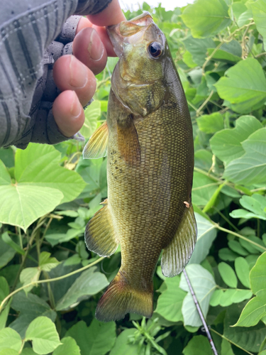 スモールマウスバスの釣果