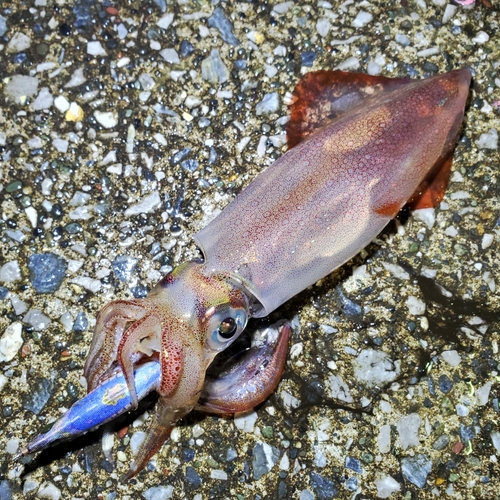 ケンサキイカの釣果