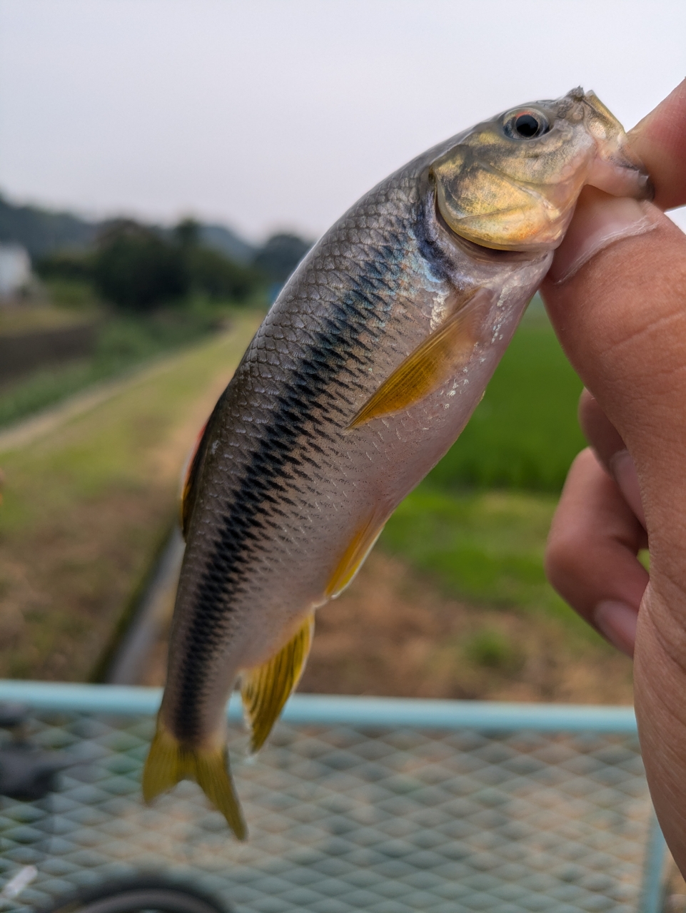 カワムツ