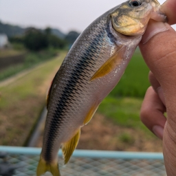 カワムツ