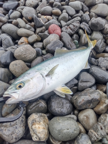 ワカシの釣果