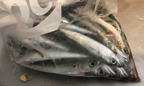 サバの釣果