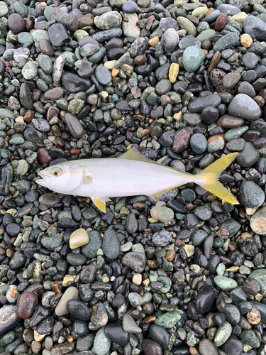 ワカシの釣果