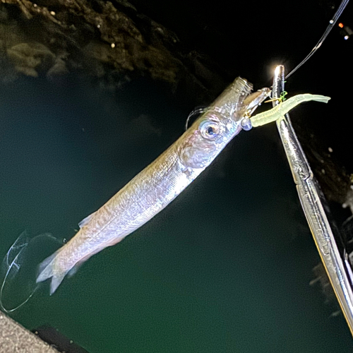 カマスの釣果