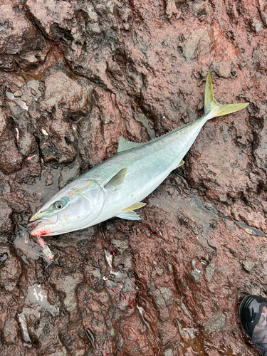 ブリの釣果