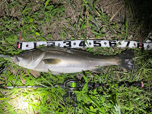 シーバスの釣果