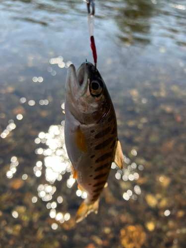 ヤマメの釣果