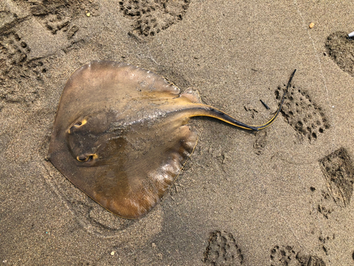 アカエイの釣果