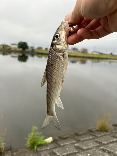 ニゴイの釣果