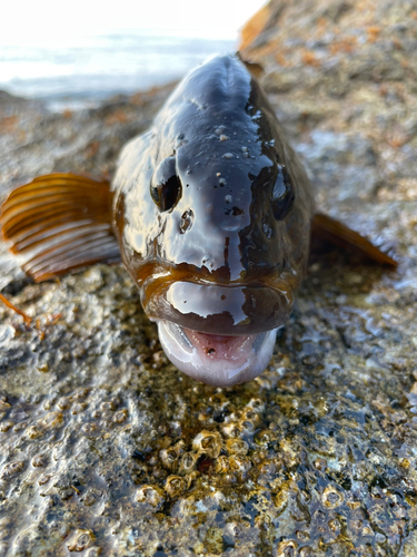 アブラコの釣果