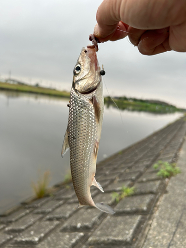 ニゴイの釣果