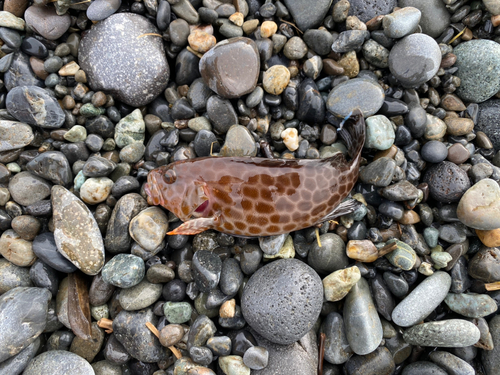 オオモンハタの釣果