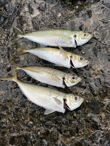 マアジの釣果