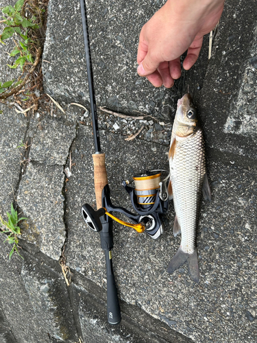 ニゴイの釣果