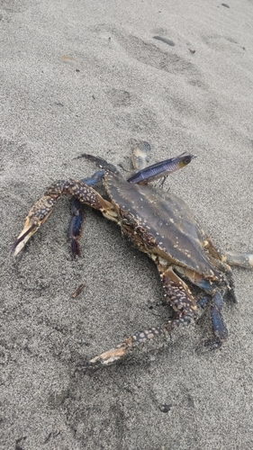 ワタリガニの釣果