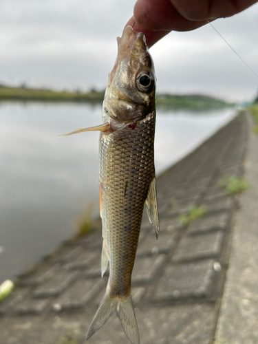 ニゴイの釣果