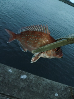 釣果