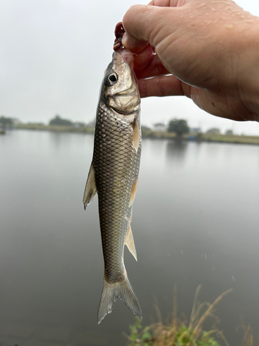 ニゴイの釣果