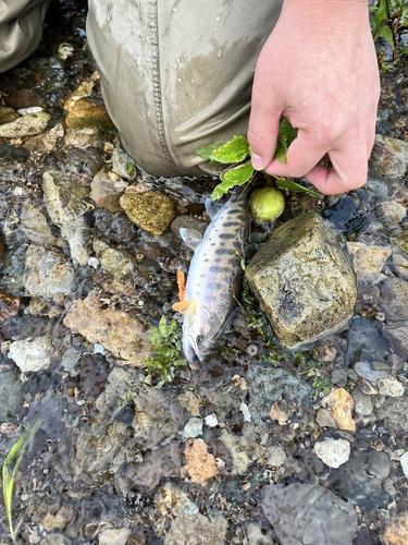 ヤマメの釣果