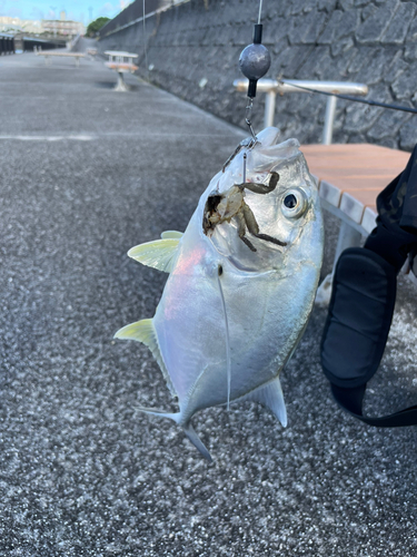 メッキの釣果