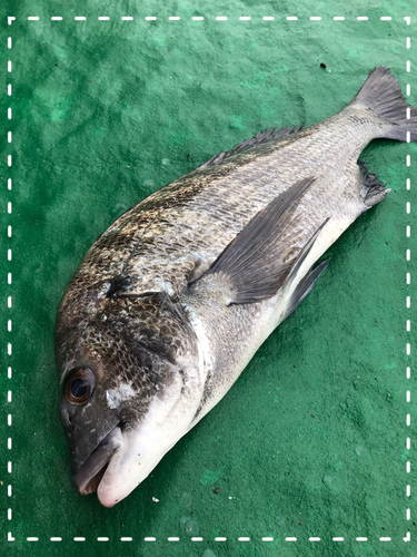 クロダイの釣果