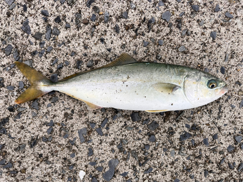 ワカシの釣果