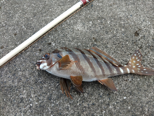 タカノハダイの釣果