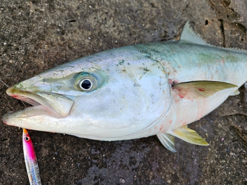 ハマチの釣果