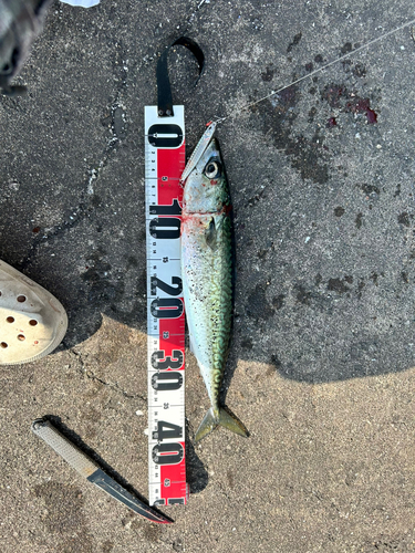 サバの釣果