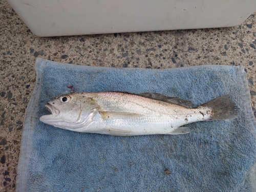 イシモチの釣果