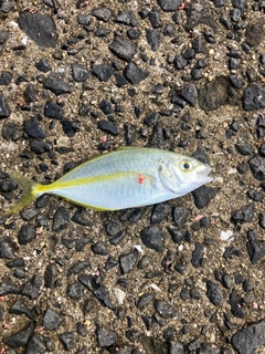 ヒラアジの釣果