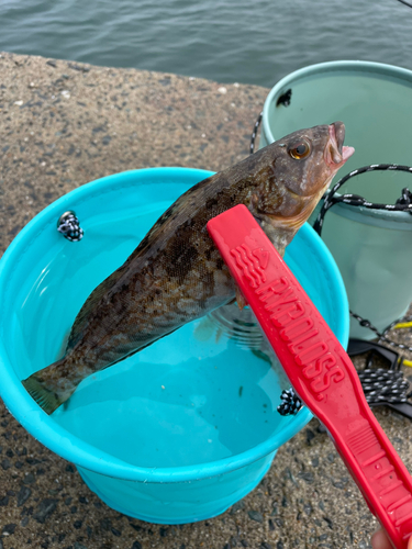 アイナメの釣果