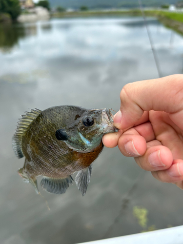 ブルーギルの釣果