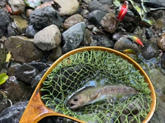 イワナの釣果